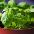 Heirloom Organic Large Leaf Sweet Basil 50 PCS Seeds Heirloom Organic Large Leaf Sweet Basil 50 PCS Seeds