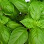 Heirloom Organic Large Leaf Sweet Basil 50 PCS Seeds