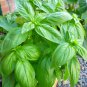 Heirloom Organic Large Leaf Sweet Basil 50 PCS Seeds