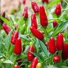Heirloom Organic Green Red White Hot Chilli Pepper Vegetables 20 PCS Seeds Heirloom Organic Green Red White Hot Chilli Pepper Vegetables 20 PCS Seeds