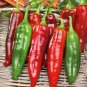 Heirloom Organic Green Red White Hot Chilli Pepper Vegetables 20 PCS Seeds