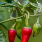 Heirloom Organic Green Red White Hot Chilli Pepper Vegetables 20 PCS Seeds