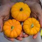 Heirloom Orange Jack Be Little Pumpkin 10 PCS Seeds