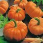 Heirloom Orange Jack Be Little Pumpkin 10 PCS Seeds