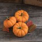 Heirloom Orange Jack Be Little Pumpkin 10 PCS Seeds