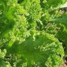 Heirloom Organic Green Leaf Mustard Brassica juncea Vegetables 120 PCS Seeds