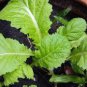 Heirloom Organic Green Leaf Mustard Brassica juncea Vegetables 120 PCS Seeds
