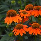 Heirloom Orange Black Echinacea Purpurea Coneflowers 100 PCS Seeds Heirloom Orange Black Echinacea Purpurea Coneflowers 100 PCS Seeds