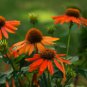 Heirloom Orange Black Echinacea Purpurea Coneflowers 100 PCS Seeds
