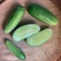 Heirloom Old Cucumber Vegetable Organic 5 PCS Seeds