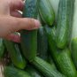 Heirloom Old Cucumber Vegetable Organic 5 PCS Seeds