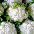 Heirloom Natural Health White Broccoli Cauliflower 50 PCS Seeds