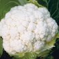 Heirloom Natural Health White Broccoli Cauliflower 50 PCS Seeds