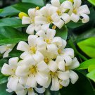 Heirloom Murraya Paniculata Orange Jasmine 20 PCS Seeds Heirloom Murraya Paniculata Orange Jasmine 20 PCS Seeds