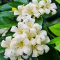 Heirloom Murraya Paniculata Orange Jasmine 20 PCS Seeds