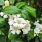 Heirloom Murraya Paniculata Orange Jasmine 20 PCS Seeds