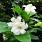 Heirloom Murraya Paniculata Orange Jasmine 20 PCS Seeds