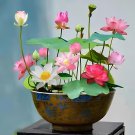 Heirloom Office Desk Small Pink Water Lily 1 PCS Seeds Heirloom Office Desk Small Pink Water Lily 1 PCS Seeds