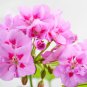Geranium Large Heads of Bright Pink Flowers with Light Eyes Flower 10 PCS Seeds
