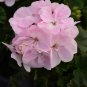 Geranium Japanese Sakura White & Light Pink Big Blooms Flower 10 PCS Seeds