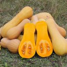 Heirloom Nutter Butter Squash Vegetable Organic 10 PCS Seeds Heirloom Nutter Butter Squash Vegetable Organic 10 PCS Seeds