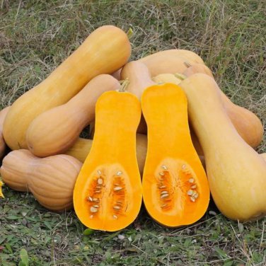Heirloom Nutter Butter Squash Vegetable Organic 10 PCS Seeds