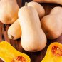 Heirloom Nutter Butter Squash Vegetable Organic 10 PCS Seeds
