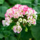 Geranium Hydrangea-shaped peach pink and white colors Bonsai 10 PCS Seeds Geranium Hydrangea-shaped peach pink and white colors Bonsai 10 PCS Seeds