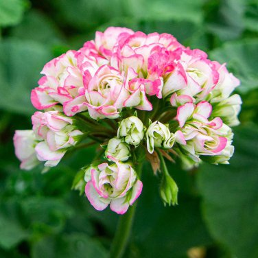 Geranium Hydrangea-shaped peach pink and white colors Bonsai 10 PCS Seeds