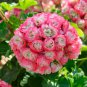 Geranium Hydrangea-shaped peach pink and white colors Bonsai 10 PCS Seeds