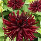 Heirloom 'Nuit d'Ete' Dark Red Dahlia Perennial Flower 20 PCS Seeds Heirloom 'Nuit d'Ete' Dark Red Dahlia Perennial Flower 20 PCS Seeds