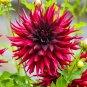 Heirloom 'Nuit d'Ete' Dark Red Dahlia Perennial Flower 20 PCS Seeds
