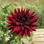 Heirloom 'Nuit d'Ete' Dark Red Dahlia Perennial Flower 20 PCS Seeds