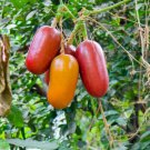 Heirloom New Cassabanana Sicana Odorifera 10 PCS Seeds Heirloom New Cassabanana Sicana Odorifera 10 PCS Seeds