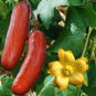 Heirloom New Cassabanana Sicana Odorifera 10 PCS Seeds