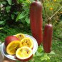 Heirloom New Cassabanana Sicana Odorifera 10 PCS Seeds
