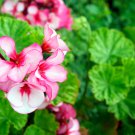 Geranium Fully Light Purple Chinese Rose-typed Compact Bonsai 10 PCS Seeds Geranium Fully Light Purple Chinese Rose-typed Compact Bonsai 10 PCS Seeds