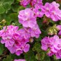 Geranium Fully Light Purple Chinese Rose-typed Compact Bonsai 10 PCS Seeds