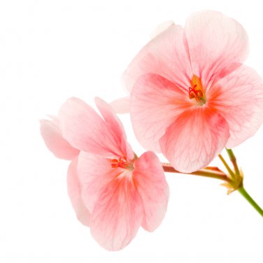 Geranium Fully Light Pink Corrugated Big Blooms Bonsai Flowers 10 PCS Seeds