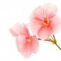 Geranium Fully Light Pink Corrugated Big Blooms Bonsai Flowers 10 PCS Seeds