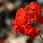 Geranium Flower Mixed Bi-Colors 8 Types 200 PCS Seeds
