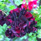 Geranium Flower Black Double Flowers with Dark Red Edge 100 PCS Seeds Geranium Flower Black Double Flowers with Dark Red Edge 100 PCS Seeds