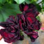 Geranium Flower Black Double Flowers with Dark Red Edge 100 PCS Seeds