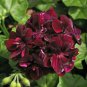 Geranium Flower Black Double Flowers with Dark Red Edge 100 PCS Seeds