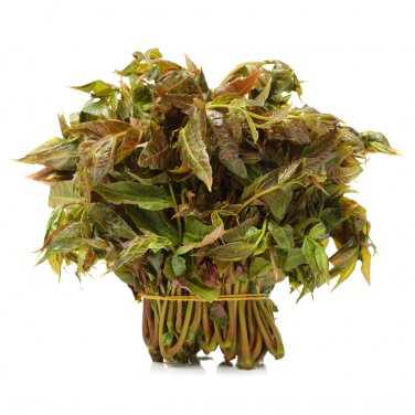 Fast-Growing New Strange Health Vegetable Toona sinensis Potted 5 PCS Seeds