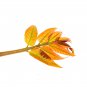 Fast-Growing New Strange Health Vegetable Toona sinensis Potted 5 PCS Seeds