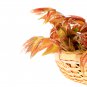 Fast-Growing New Strange Health Vegetable Toona sinensis Potted 5 PCS Seeds