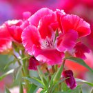 Farewell to Spring Flower 50 PCS Seeds