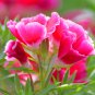 Farewell to Spring Flower 50 PCS Seeds