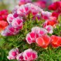 Farewell to Spring Flower 50 PCS Seeds
